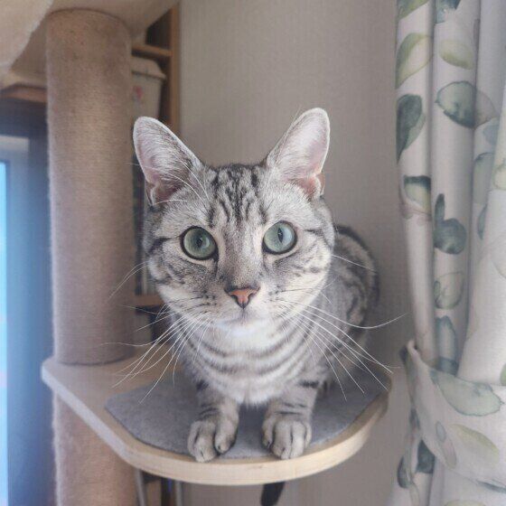 アメリカンショートヘアのトムくん