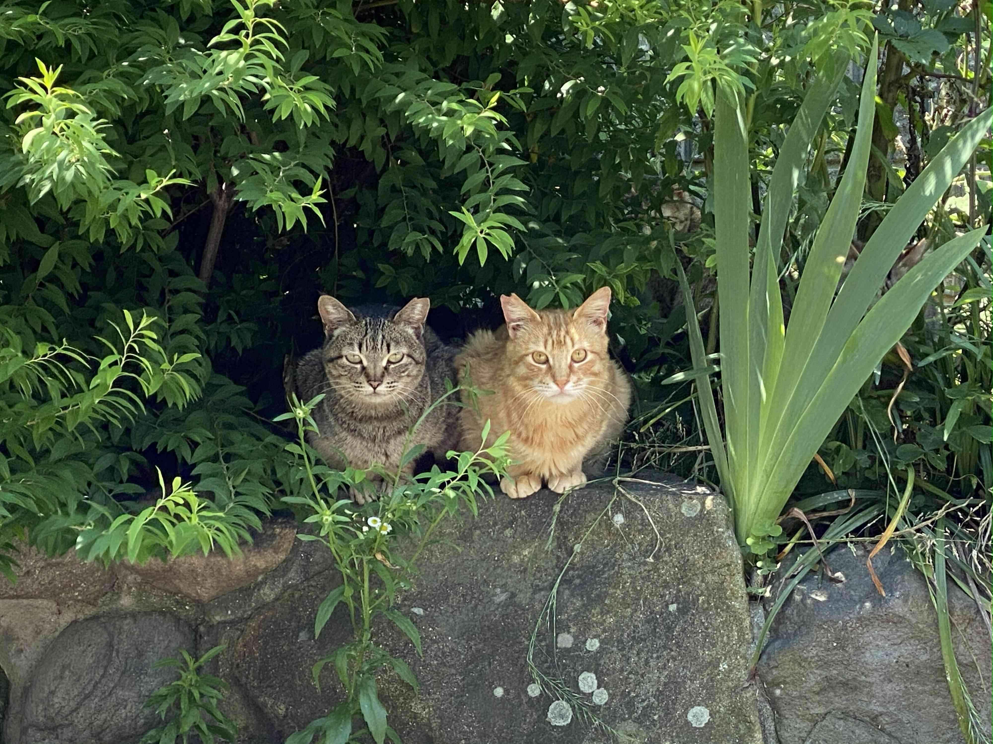 画像提供／猫から目線。