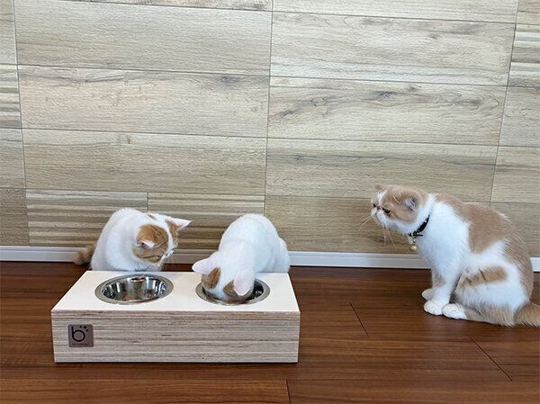 ごはんを食べる子猫たちと、そばで見守るきなこちゃん