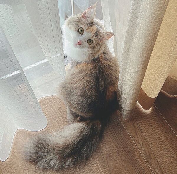 見つめるほたてちゃん