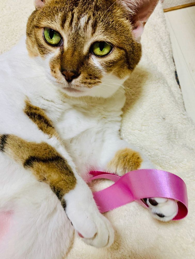 猫の「乳がん」はどんな病気？発生年齢・ステージu2026家族が知っておく 