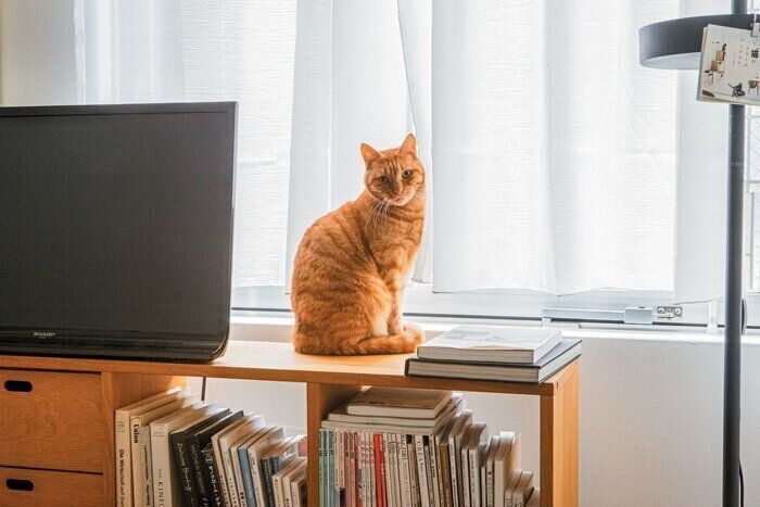 棚の上に座る猫