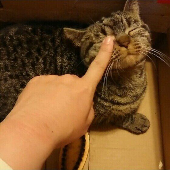 なでなでされるキジトラ猫