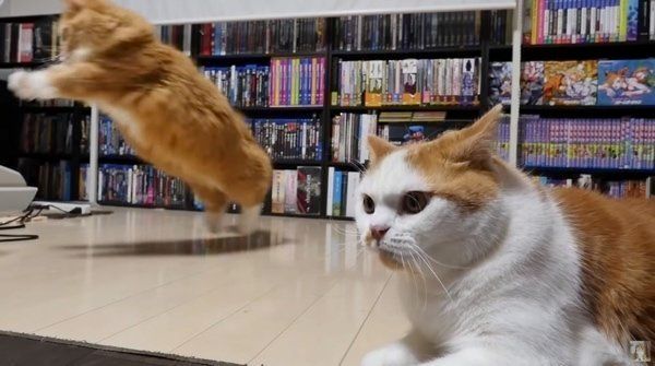 ねこじゃらしで遊ぶマンチカン