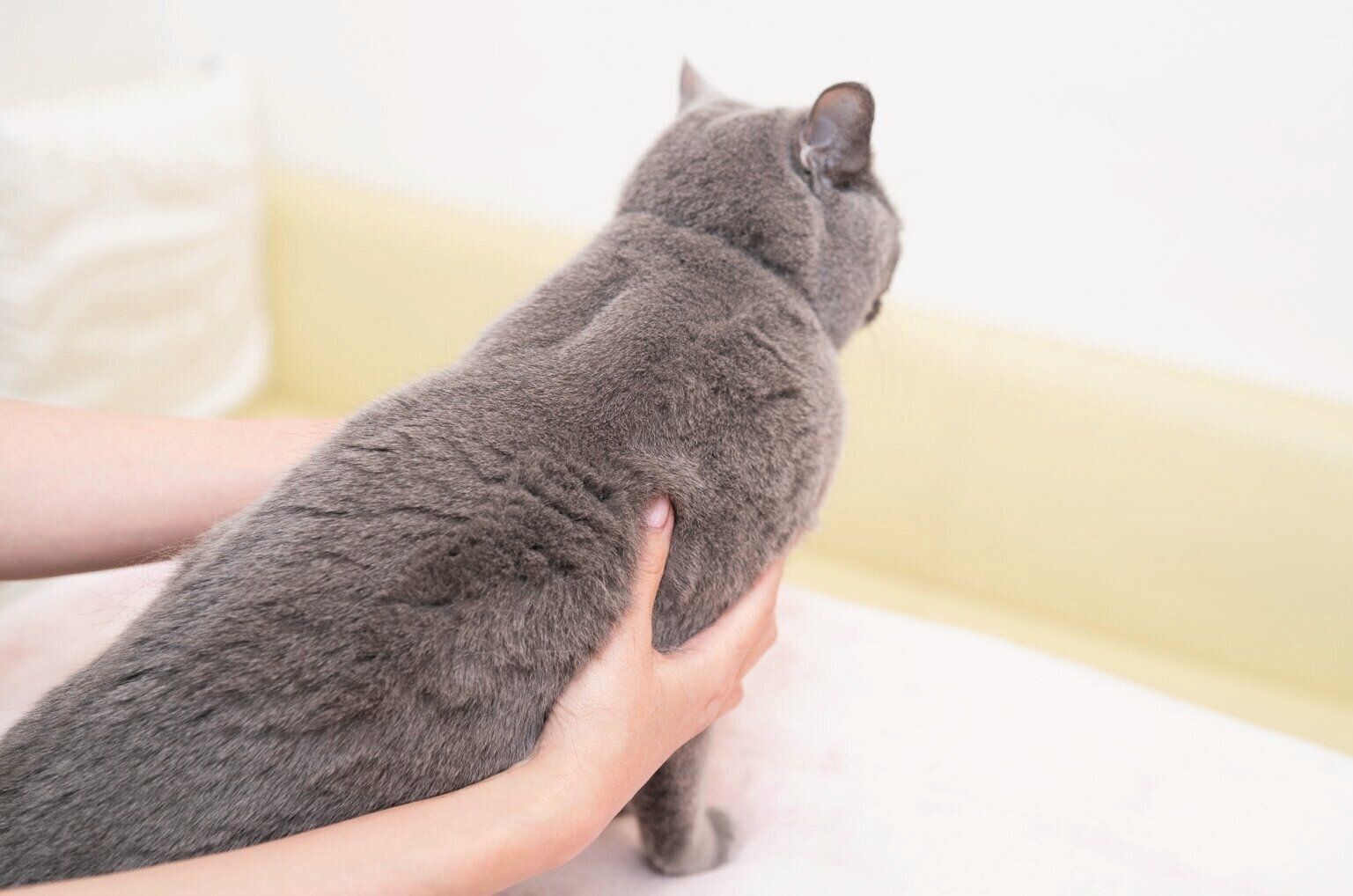 肩甲骨をほぐすマッサージ