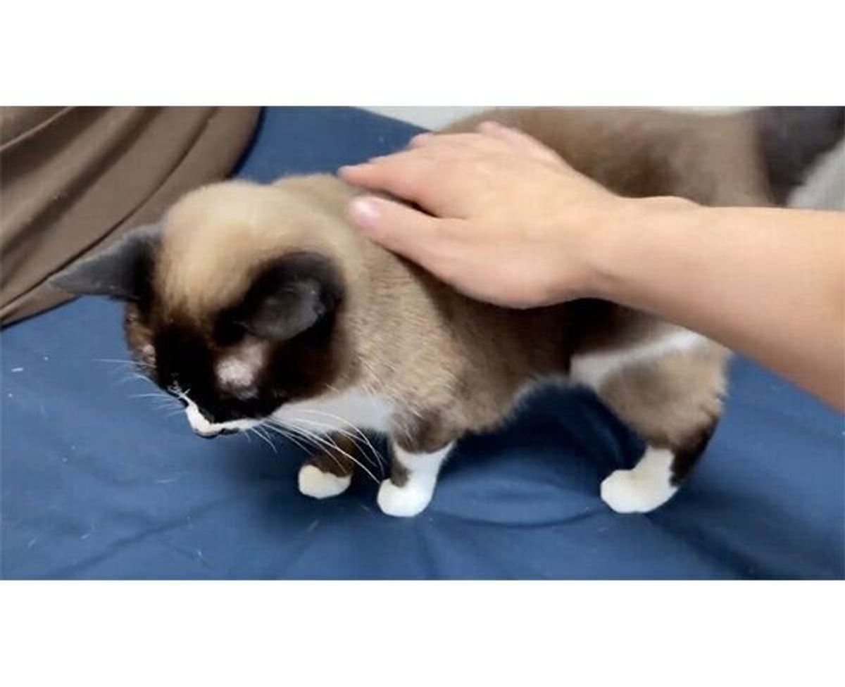 猫が 液体になる 瞬間を見事に撮影 液体化の直前に見せていた猫の 合図 とは ねこのきもちweb Magazine 猫が 液体になる 瞬間を見事に撮影 液体化の直前に見せていた猫の 合図 とは ねこのきもちweb Magazine