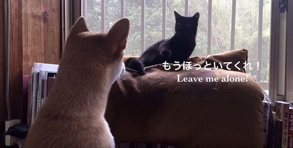 柴犬と黒猫