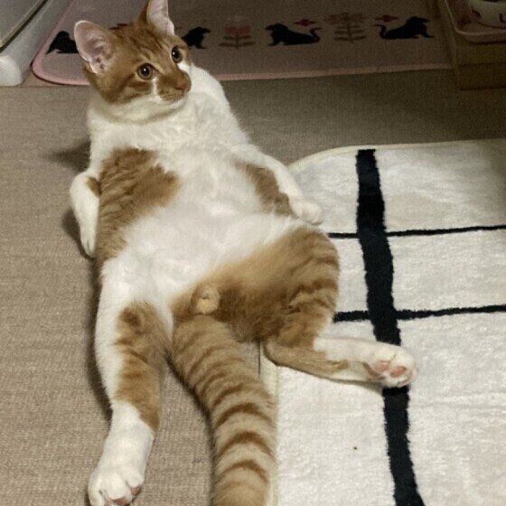 おっさん座りするMIXの男の子