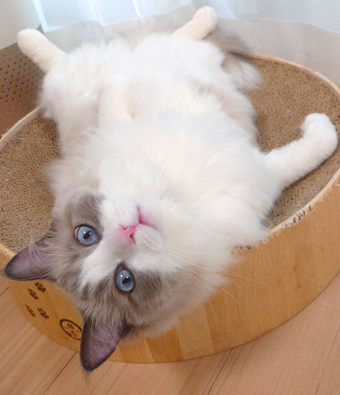 寝転がるミントくん