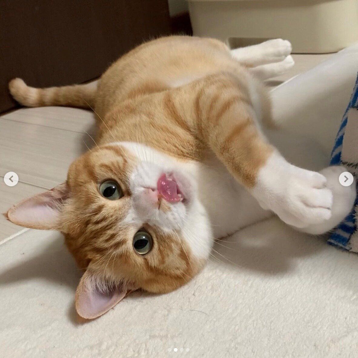 寝転がるとらまるくん