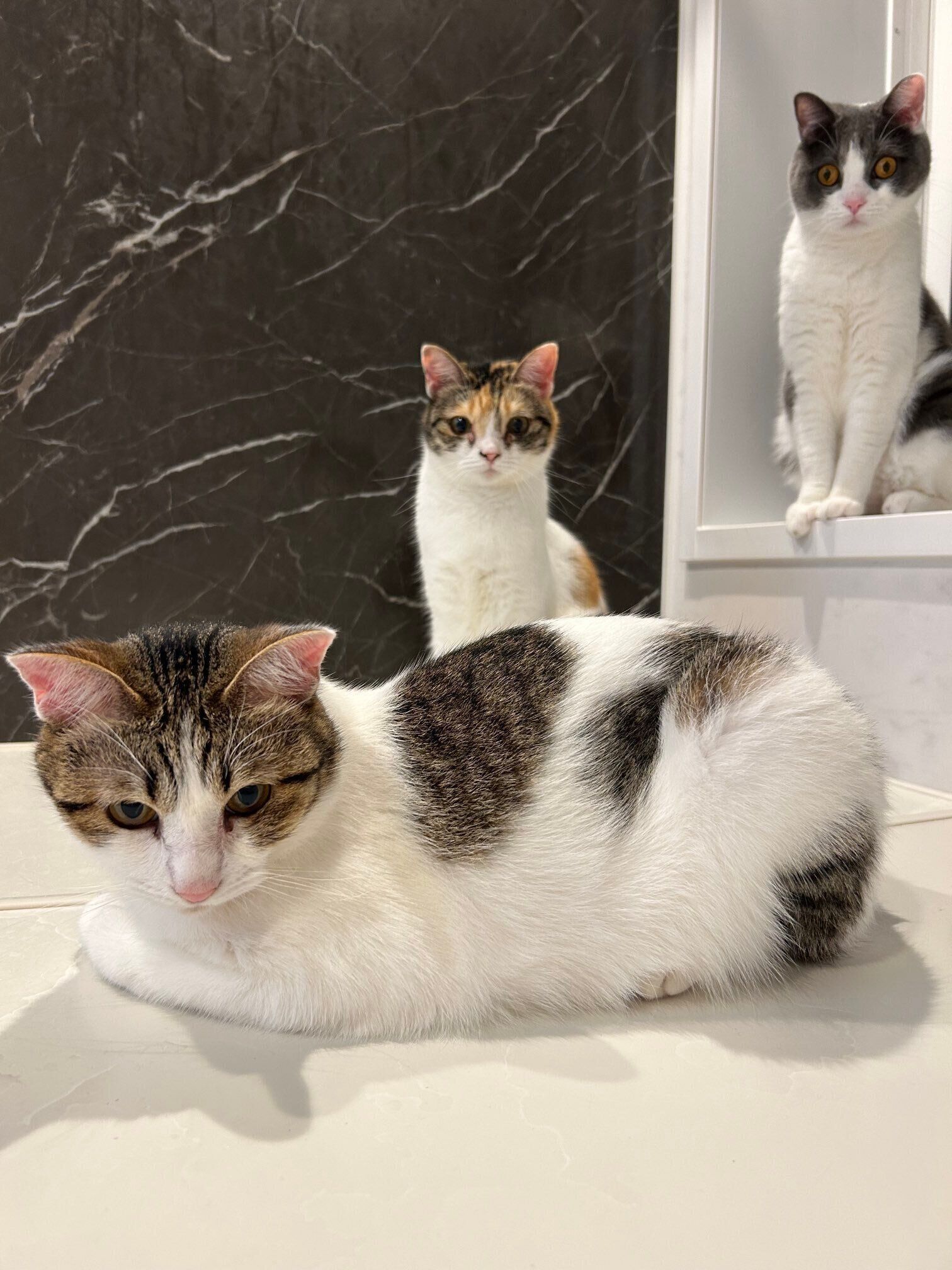 3匹の猫