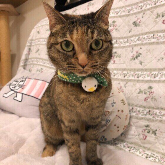 お座りをするキジトラ