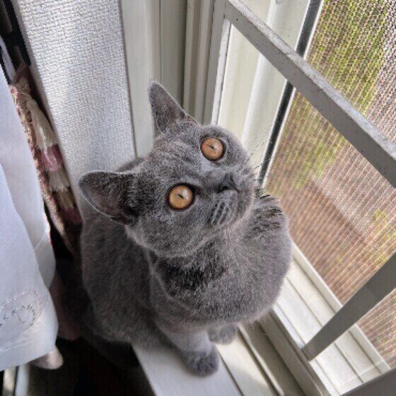 ブリティッシュショートヘアのムーンちゃん♪