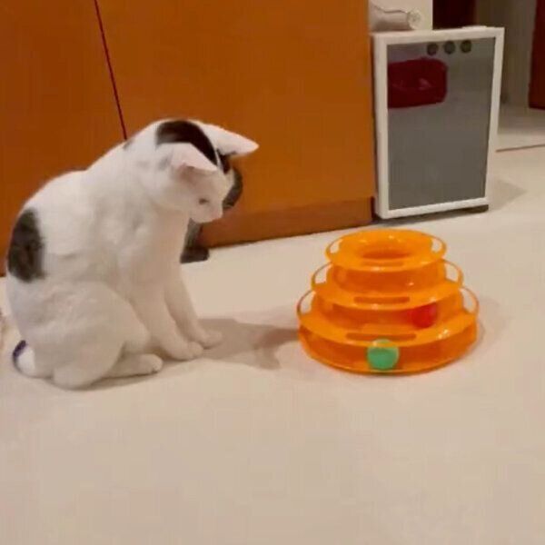 ボールタワーで遊ぶ福ちゃん