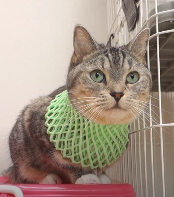 果物ネットをつけた猫