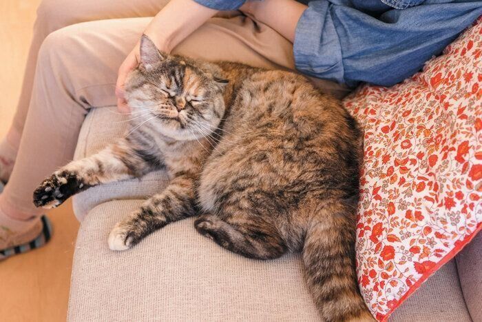 なでられて喜ぶ猫