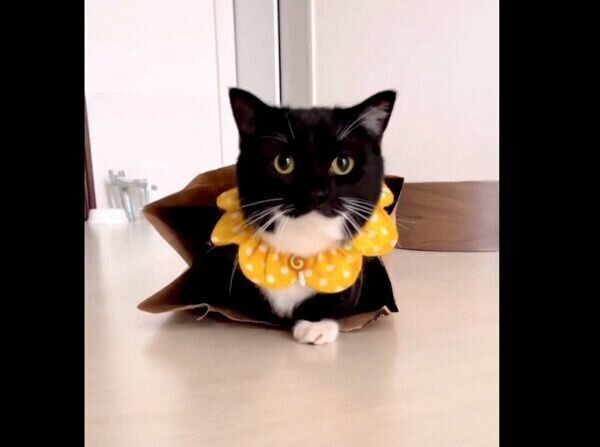 袋から出てくるうにくん