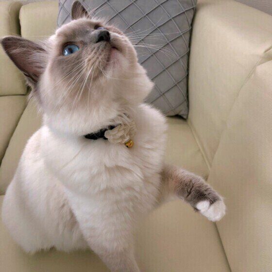 上を見るラグドール