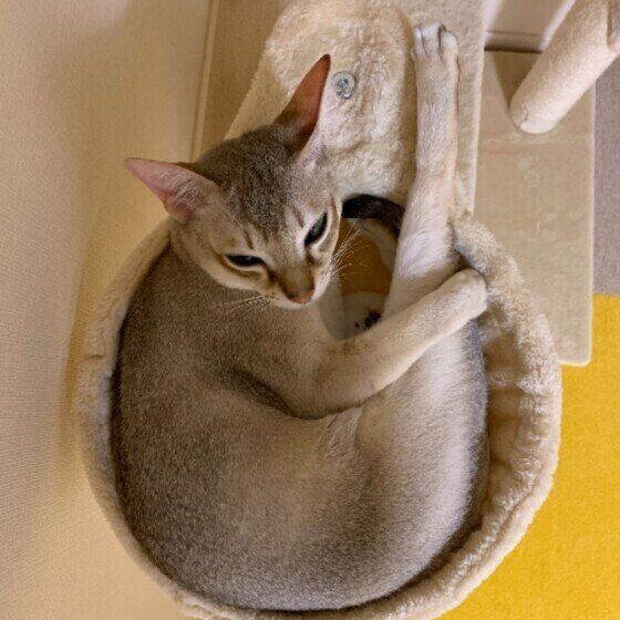 くつろぐシンガプーラ