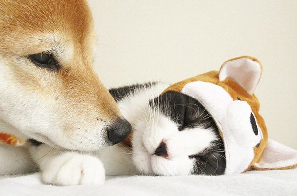 はちわれ猫のからしちゃんと柴犬のうららちゃん