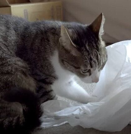 ペロペロする　おはぎちゃん