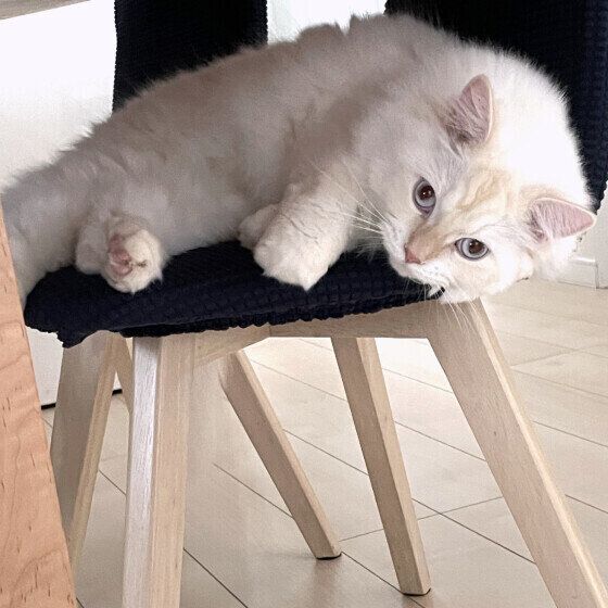 サイベリアンのアルくん