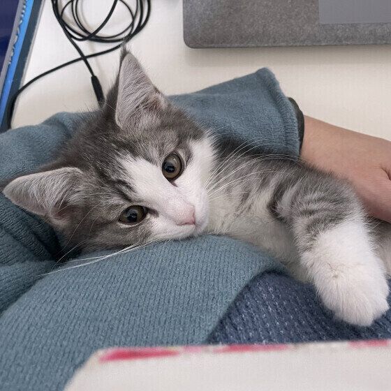 甘えるあずきちゃん