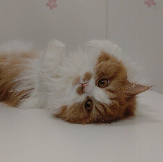 寝転がるこむぎちゃん（ミヌエット）