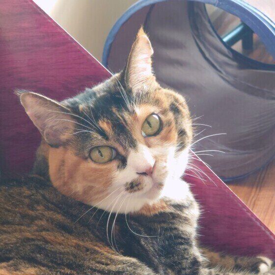 ミケのナイルちゃん