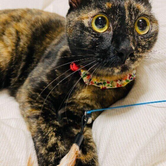 サビのたぬこちゃん