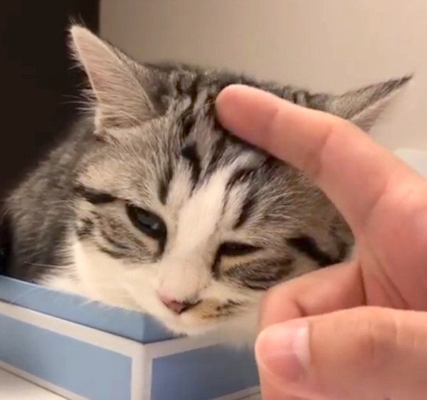 マッサージされるマンチカン