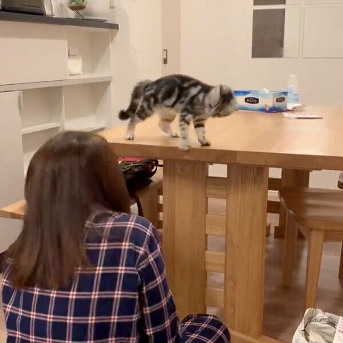 だるまさんがころんだ で遊ぶ猫 勝ちを確信した瞬間 まさかの失敗 で悔しすぎる展開に ねこのきもちweb Magazine だるまさんがころんだ で遊ぶ猫 勝ちを確信した瞬間 まさかの失敗 で悔しすぎる展開に ねこのきもちweb Magazine