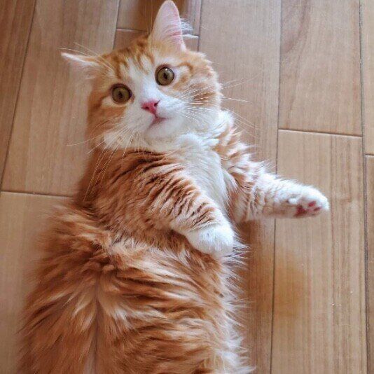 ミヌエットの樹介くん