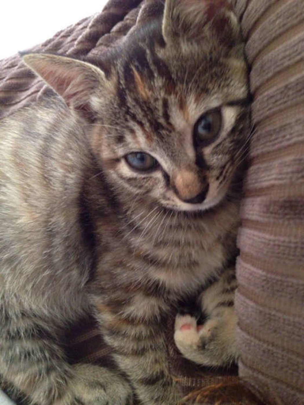 獣医師監修 猫が布団に入ってくる理由と飼い主さんが気をつけること ねこのきもちweb Magazine