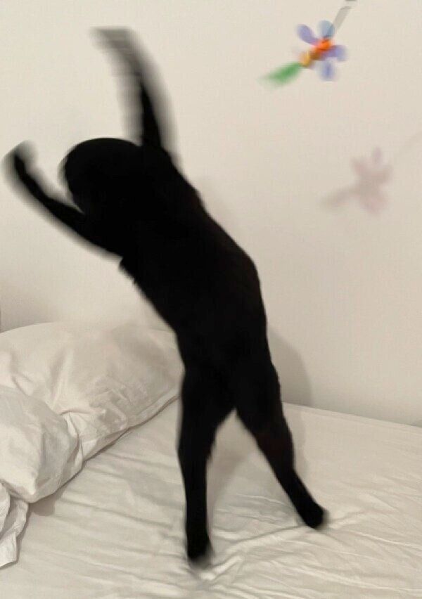 「黒い塊」に見えるクロタくん