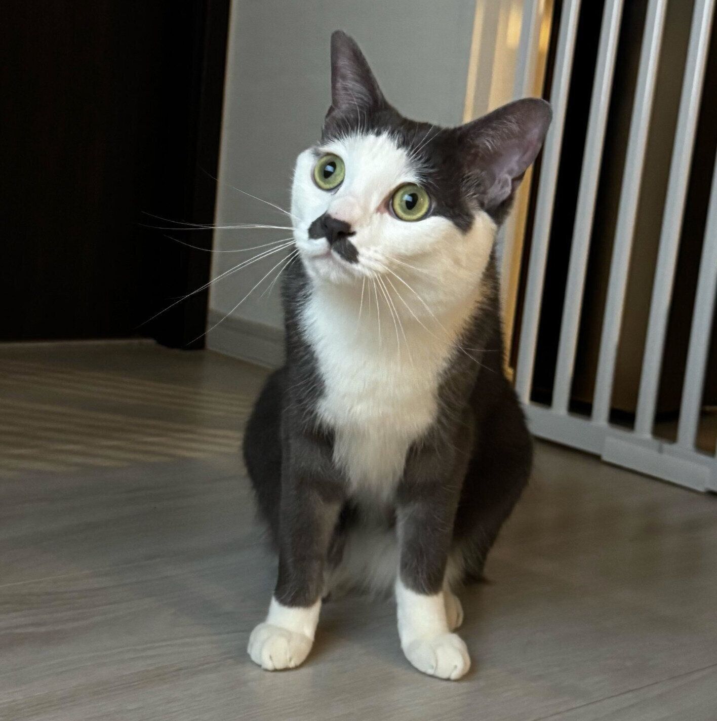 タキシードを着ているような毛柄のプランスくん