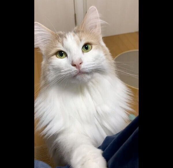 見つめるエドくん