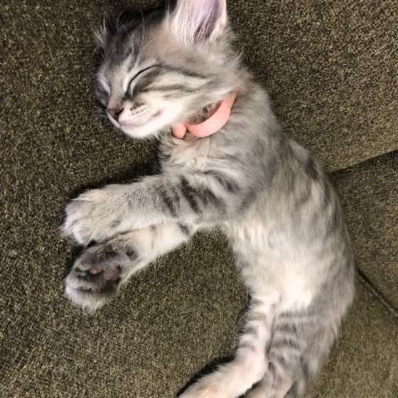 ぐっすり眠るサバトラ