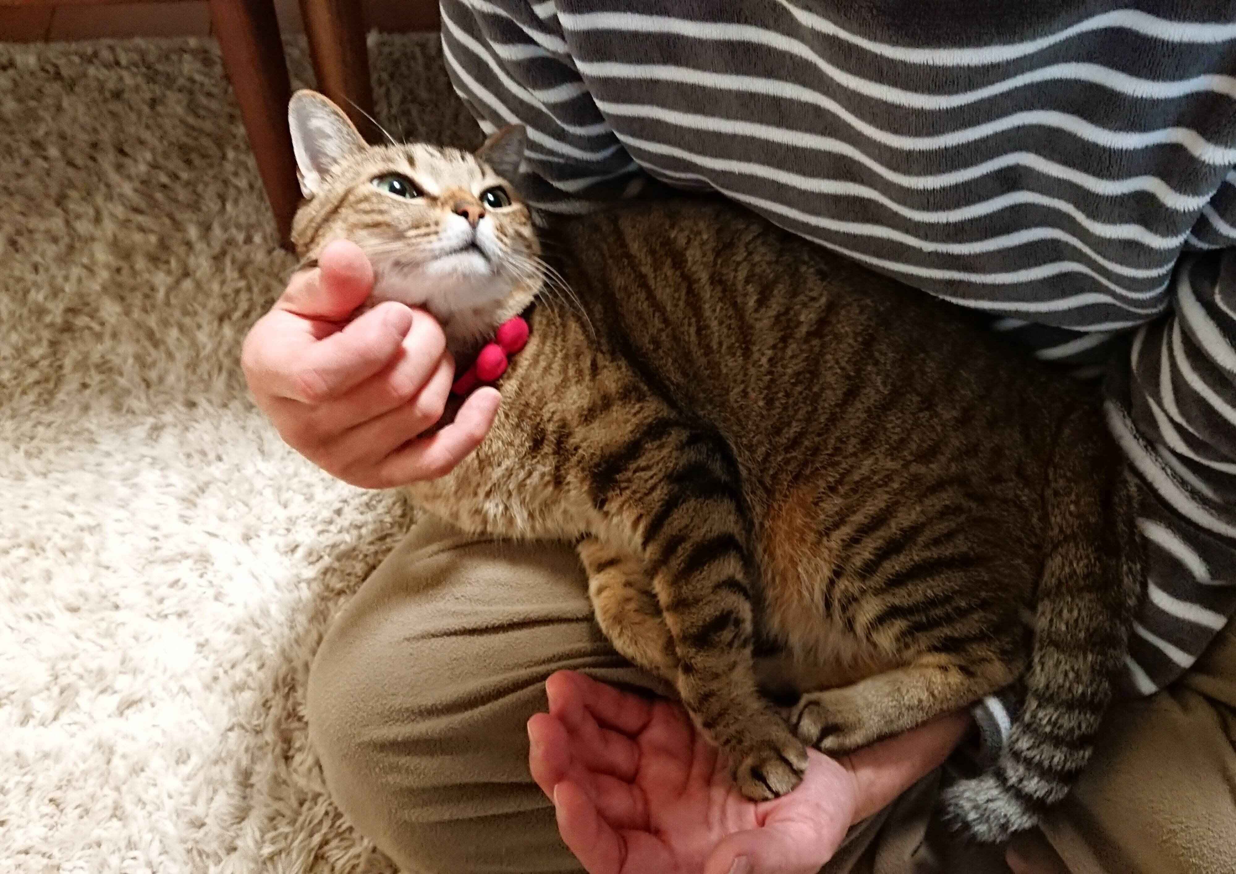 ねこのきもちWEB MAGAZINE ねこの日企画「MEN'S CAT」