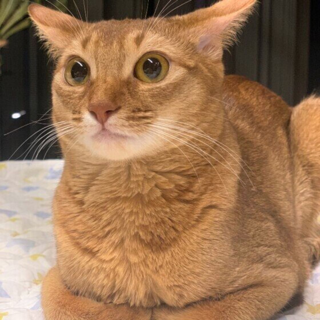 猫が 嫌いな人 に見せる態度は 不信感を抱かれる可能性があるng行為も解説 ねこのきもちweb Magazine 猫が 嫌いな人 に見せる態度は 不信感を抱かれる可能性があるng行為も解説 ねこのきもちweb Magazine