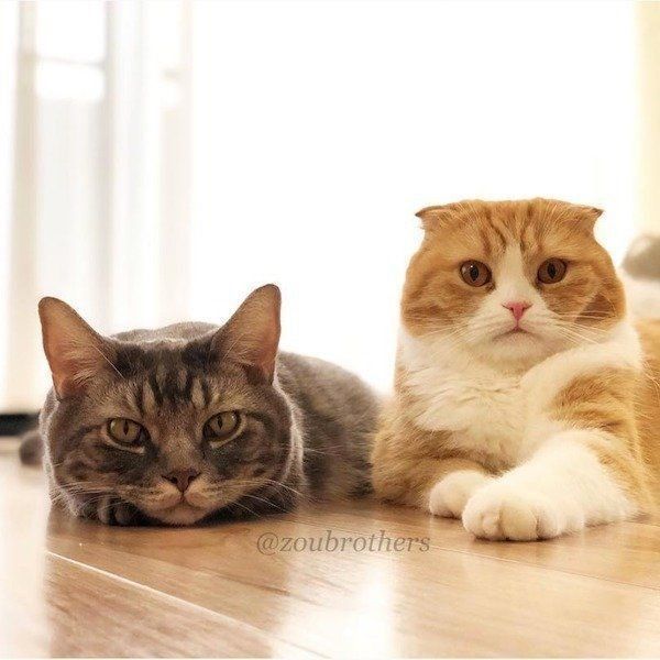 仲良しなスコティッシュフォールドとマンチカン