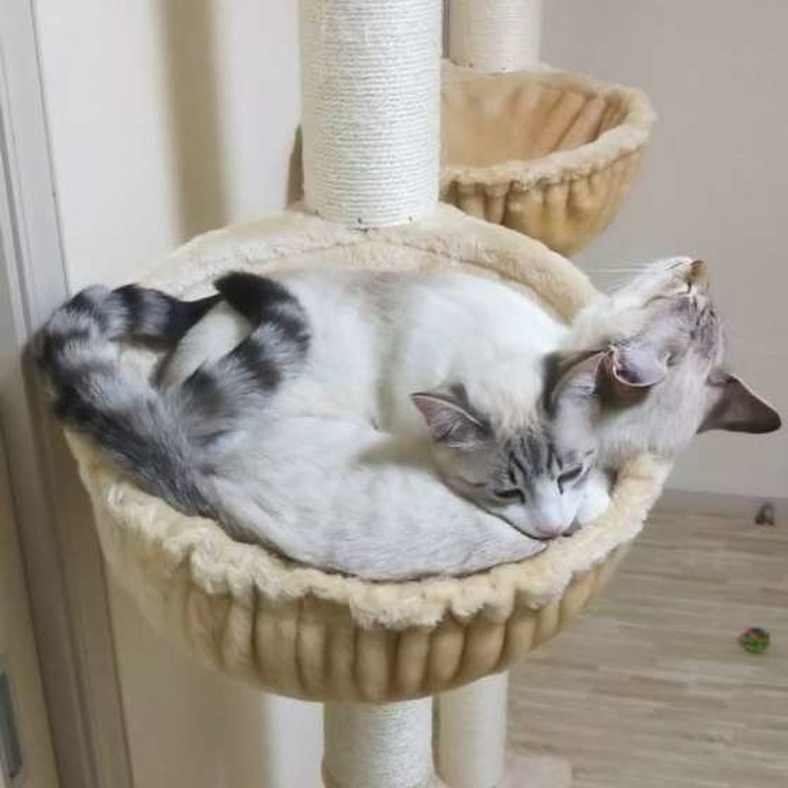 猫カフェってどんなところ おすすめの猫カフェ5選をご紹介 ねこのきもちweb Magazine 猫カフェってどんなところ おすすめの猫カフェ5選をご紹介 ねこのきもちweb Magazine