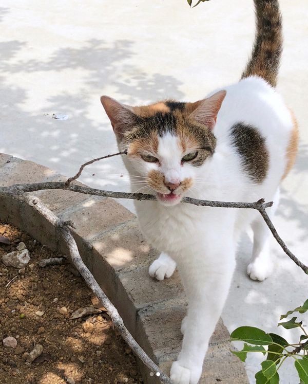 ヤンキーの表情を見せてしまう猫