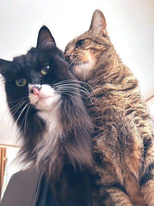 寄り添う2匹の猫