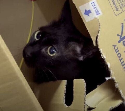 黒猫のくろみつくん