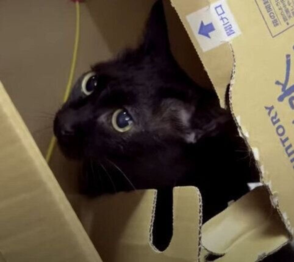 穴を見たら突っ込まずにいられない 好奇心旺盛な黒猫 段ボールに何度もアタック ねこのきもちweb Magazine 穴を見たら突っ込まずにいられない 好奇心旺盛な黒猫 段ボールに何度もアタック ねこのきもちweb Magazine