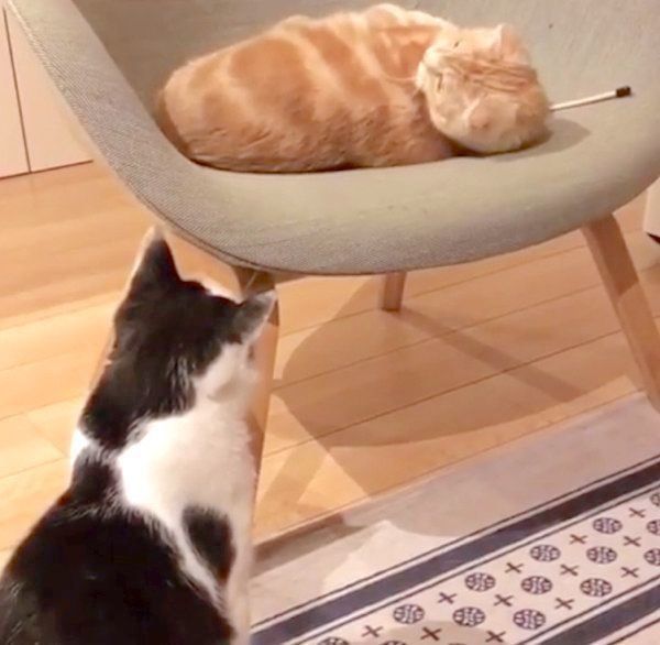 猫パイセンをガン見するブリティッシュショートヘア