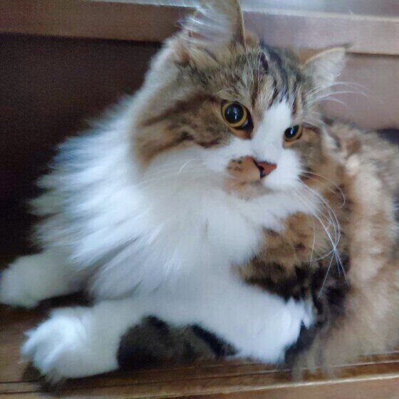 もふもふなスコフォの絆くん