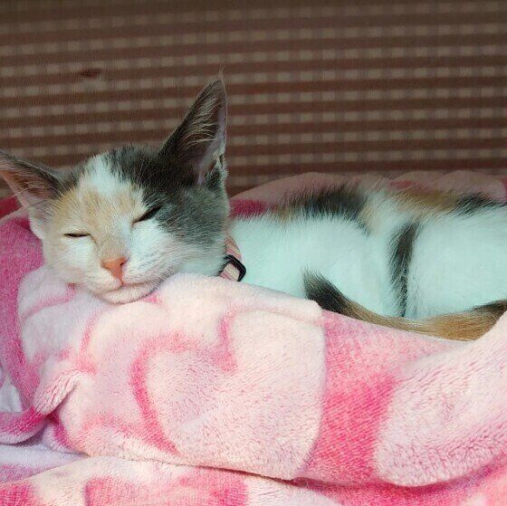 あごのせするミケの子猫