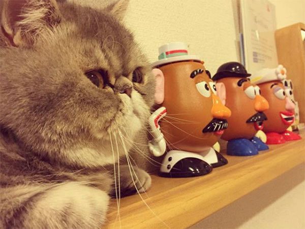 見つめるエキゾチックショートヘア